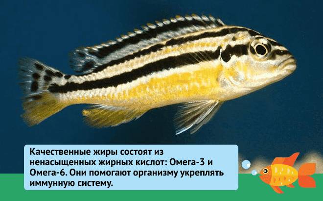 Рыбка Рыбка