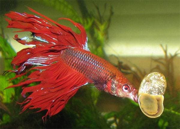 Рыбка бетта и улитка