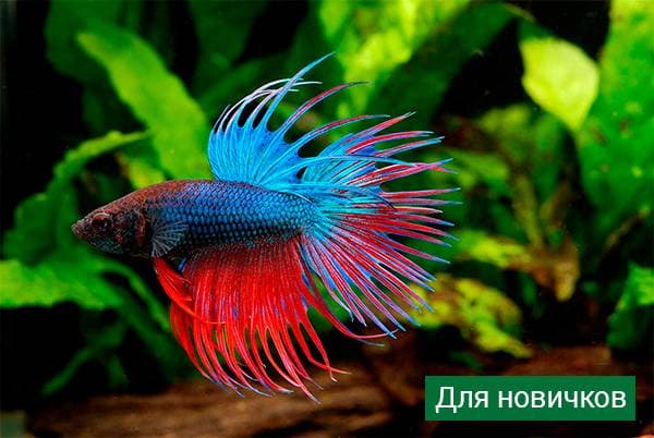 Рыбка петушок