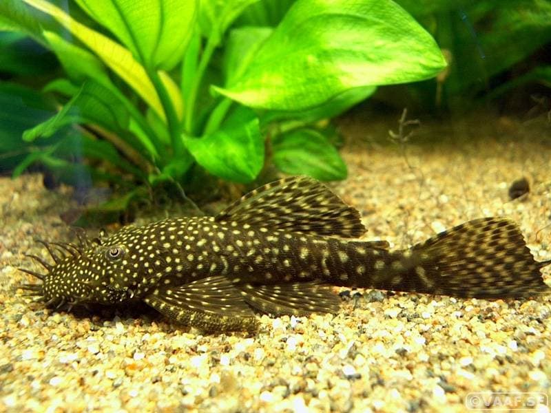 Рыбка-помощник анциструс