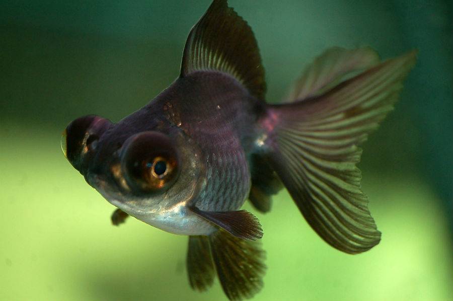 Рыбка телескоп