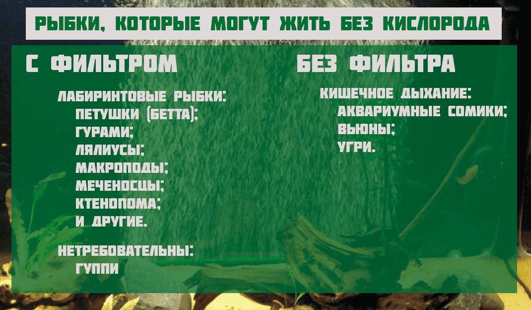 Рыбки, которые могут жить без кислорода