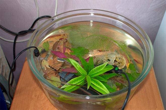 Рыбки в отдельной емкости Рыбки в отдельной емкости