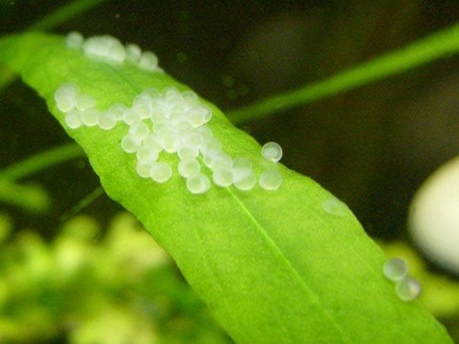 икра коридораса икра коридораса