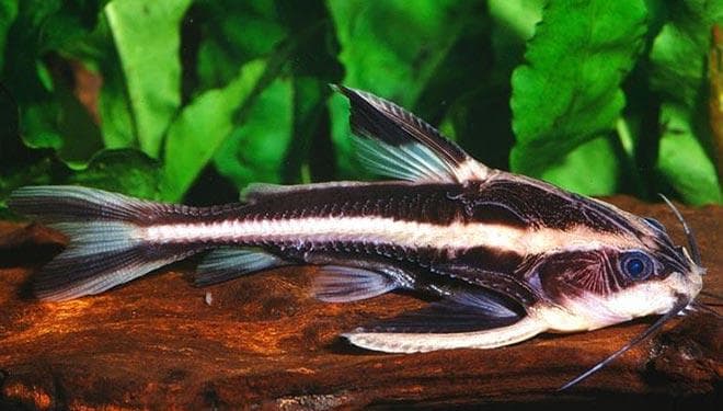 Шильб полосатый Шильб полосатый