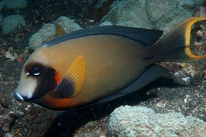 Шоколадный хирург (Acanthurus pyroferus) Шоколадный хирург (Acanthurus pyroferus)