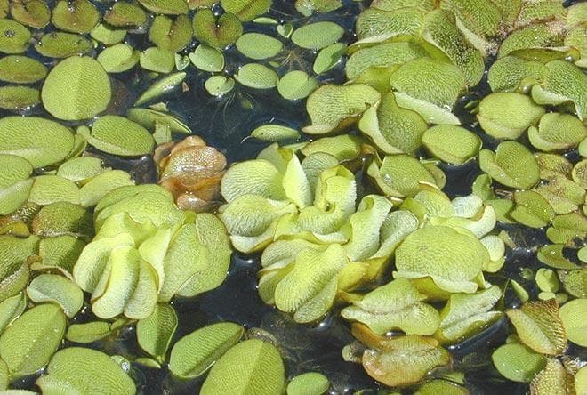 Гигантская (Salvinia adnata) Гигантская (Salvinia adnata)