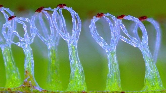 Сальвиния под микроскопом Сальвиния под микроскопом