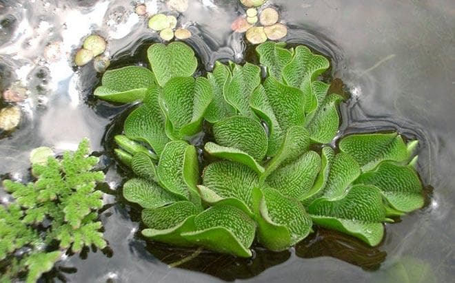 Ушастая (Salvinia auriculata) Ушастая (Salvinia auriculata)