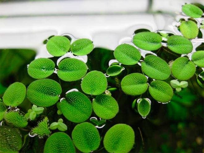 Сальвиния Сальвиния