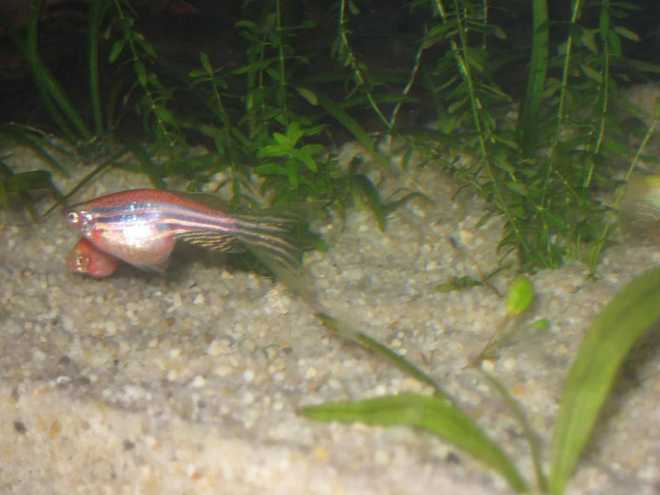 Самка данио Самка данио