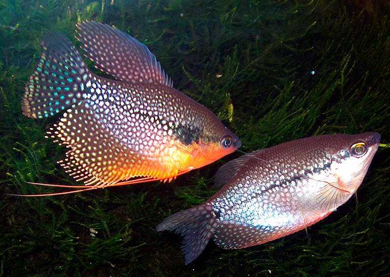 Самка и самец гурами Самка и самец гурами
