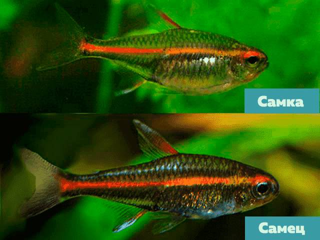 Самка и самец неонов