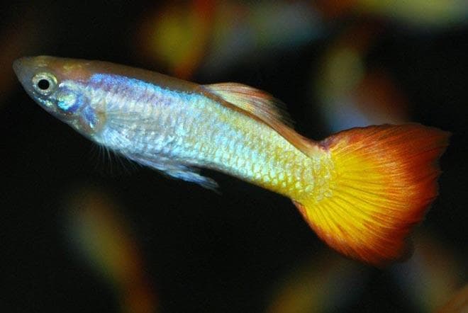 Сансет гуппи Сансет гуппи