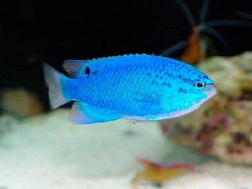 Сапфирная хризиптера Сапфирная хризиптера