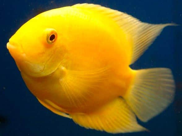 Северум золотой