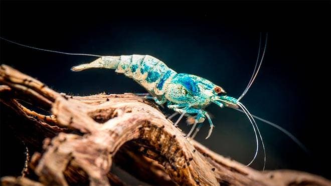 Креветка в аквариуме Креветка в аквариуме