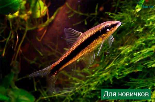 Сиамский водорослеед