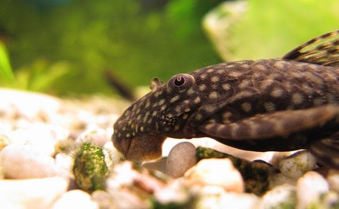 Сине-зеленые водоросли и сом анцитрус Сине-зеленые водоросли и сом анцитрус