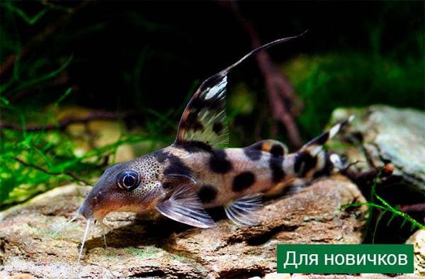 Синодонтис