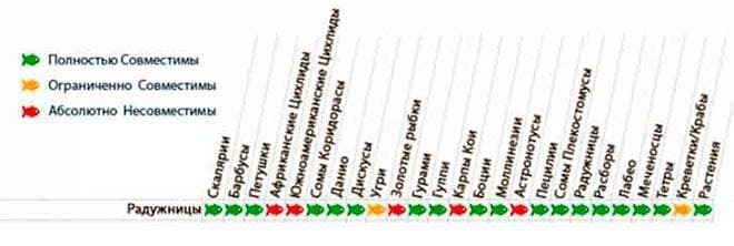 Совместимость радужниц Совместимость радужниц