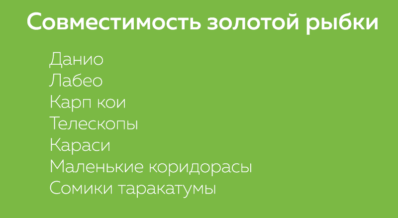 Совместимость золотой рыбки Совместимость золотой рыбки
