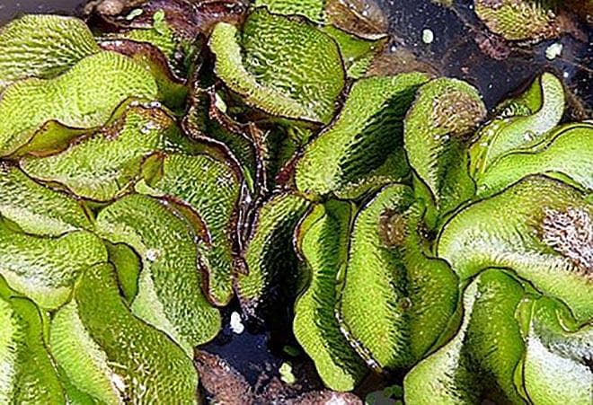 Спруса (Salvinia sprucei) Спруса (Salvinia sprucei)