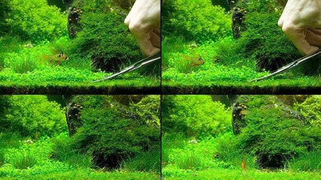 Стрижка Хемиантуса Куба Стрижка Хемиантуса Куба