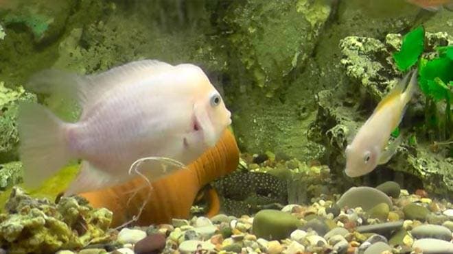 Цихлазома фламинго и анциструс Цихлазома фламинго и анциструс