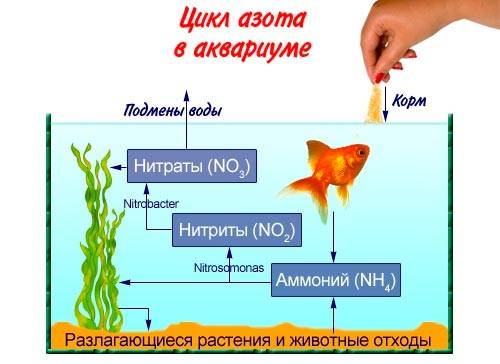 Цикл азота в аквариуме Цикл азота в аквариуме