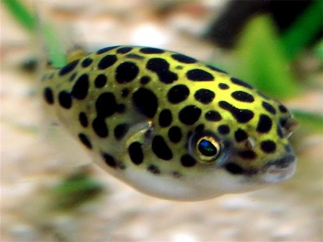 Тетраодон Тетраодон