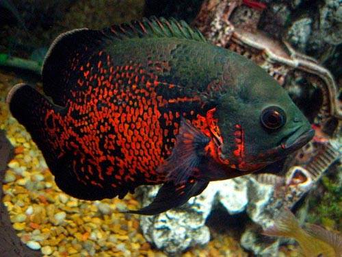 Тигровый астронотус