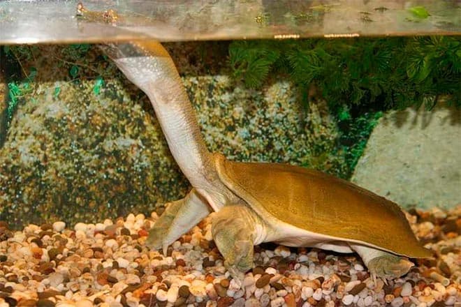 Трионикс китайский Трионикс китайский