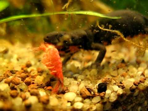 Тритон ест креветку