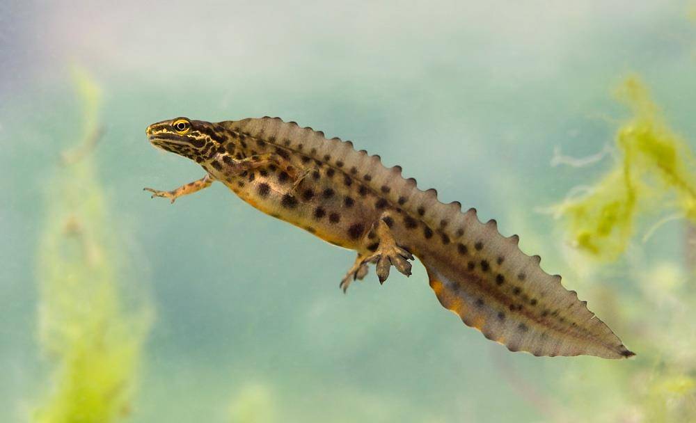 Тритон обыкновенный