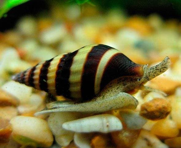 Улитка Хелена Улитка Хелена