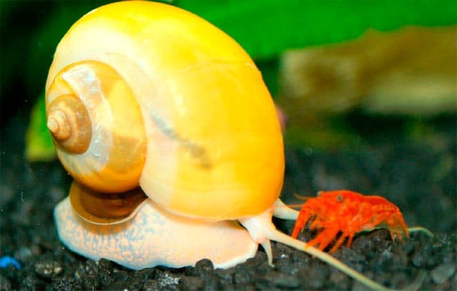 Улитка ампулярия и рак Улитка ампулярия и рак