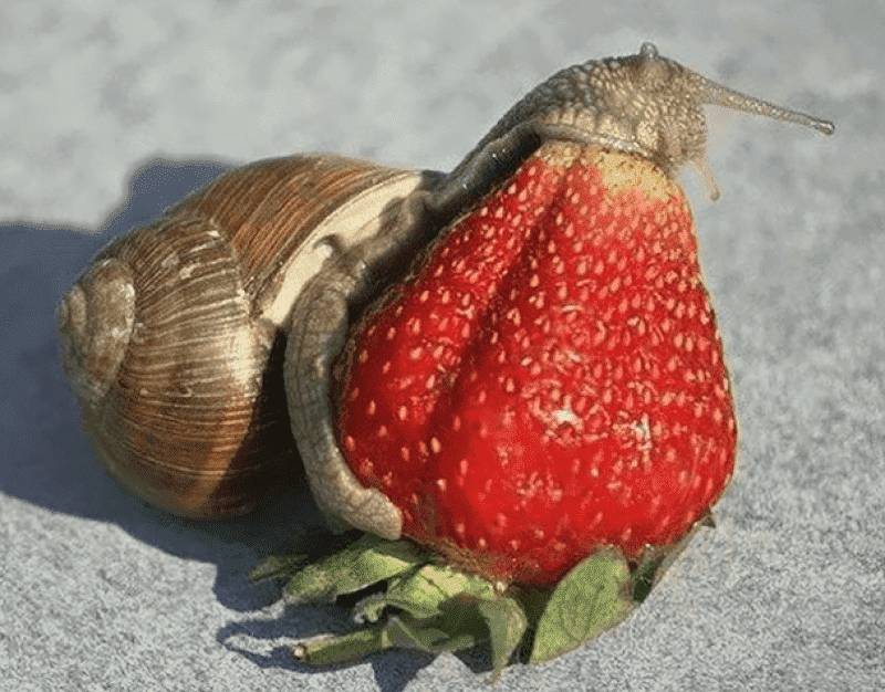 Улитка ест клубнику