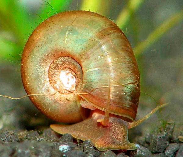 Улитка катушка Улитка катушка