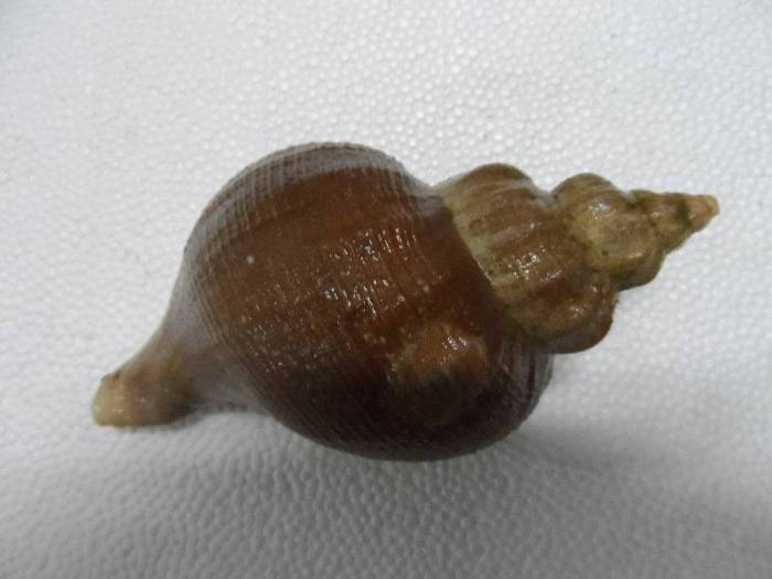 Улитка трубач Улитка трубач