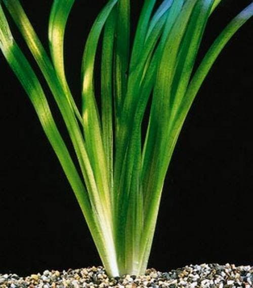 Валлиснерия гигантская Валлиснерия гигантская