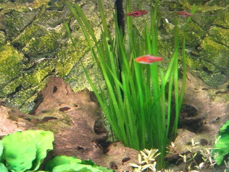 Валлиснерия натанс Валлиснерия натанс