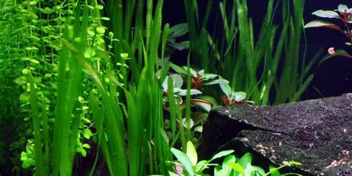 Валлиснерия спиральная Валлиснерия спиральная