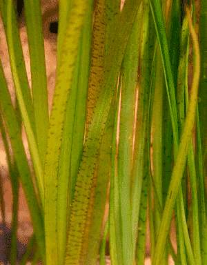 Валлиснерия тигровая Валлиснерия тигровая