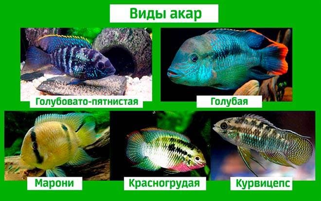 Виды акар Виды акар