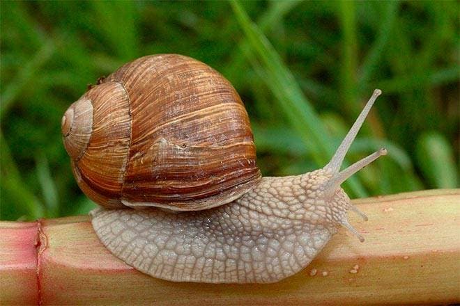 Виноградная улитка Виноградная улитка