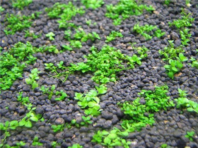 Высадка Хемиантуса Куба Высадка Хемиантуса Куба