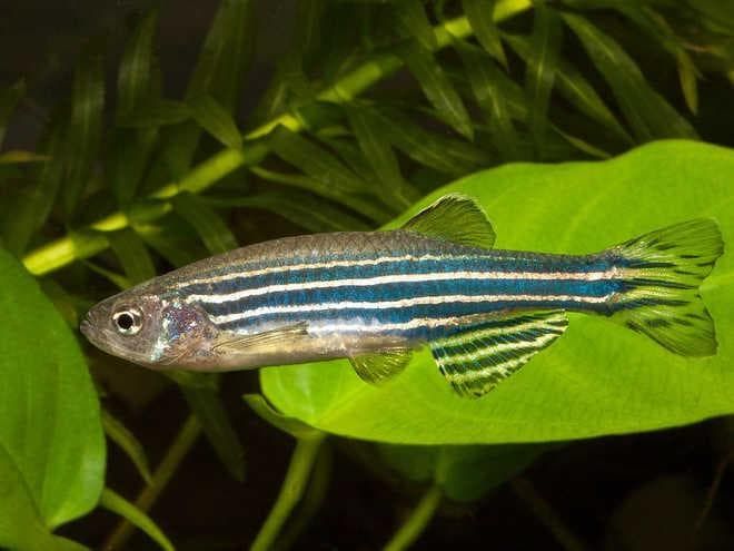 Взрослая самка Данио Взрослая самка Данио