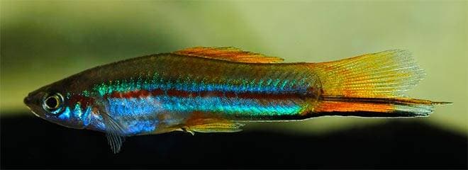 Меченосец Геллера в аквариуме Меченосец Геллера в аквариуме