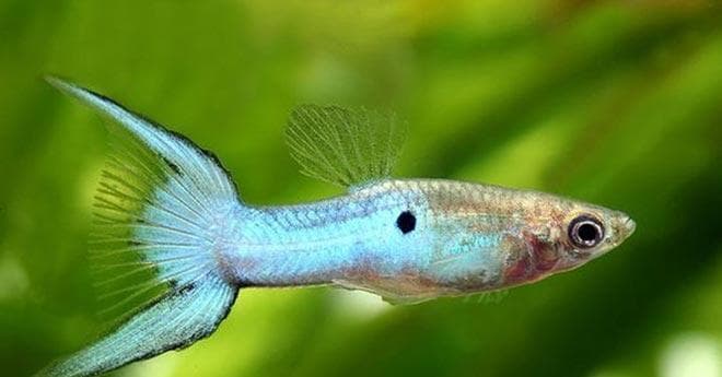 Японские гуппи Японские гуппи